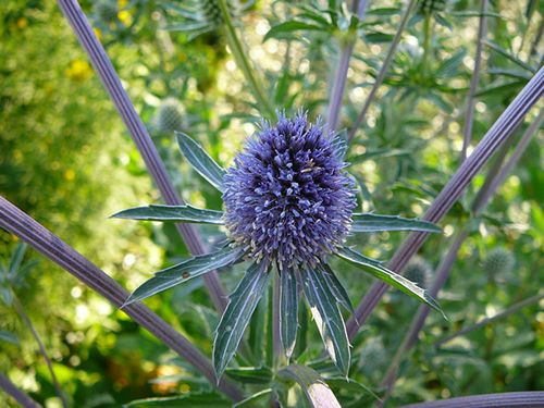 História da Flor Cardo Marítimo e Origem da Planta | Mundo Ecologia