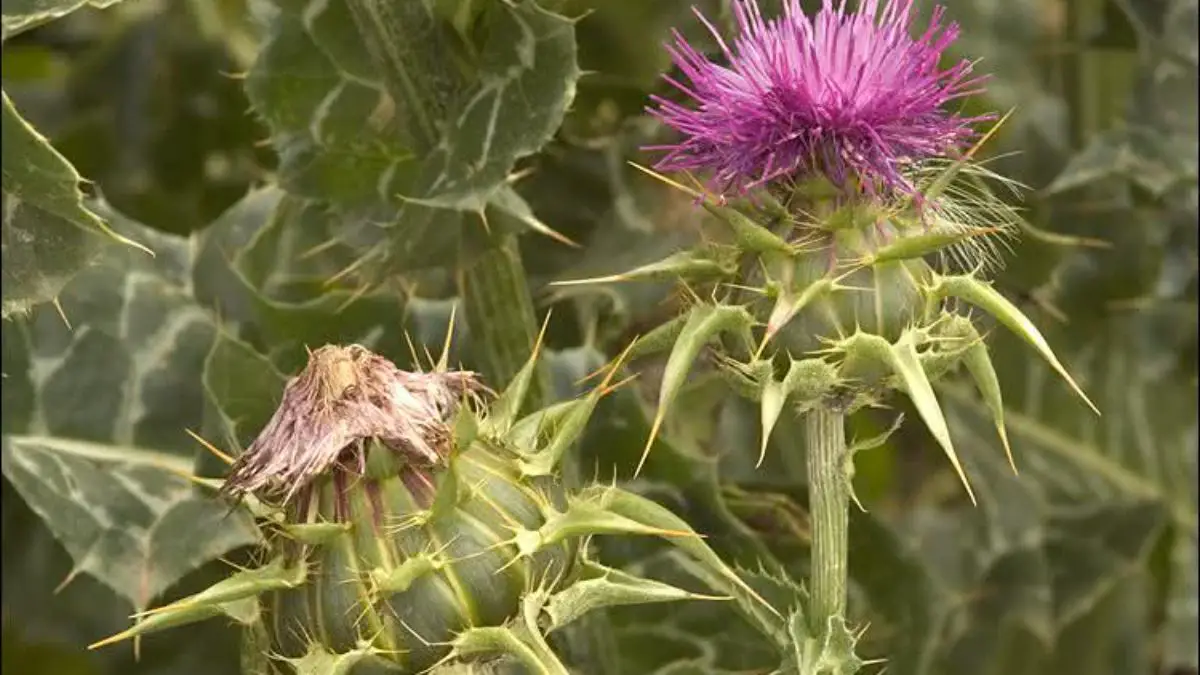 História da Flor Cardo Marítimo e Origem da Planta | Mundo Ecologia