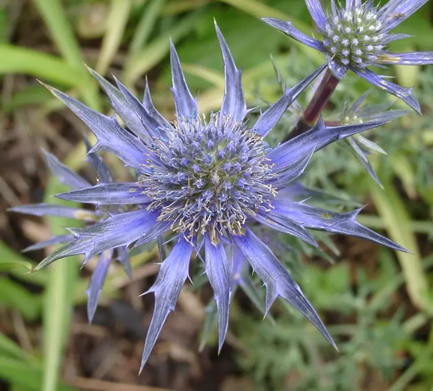 História da Flor Cardo Marítimo e Origem da Planta | Mundo Ecologia