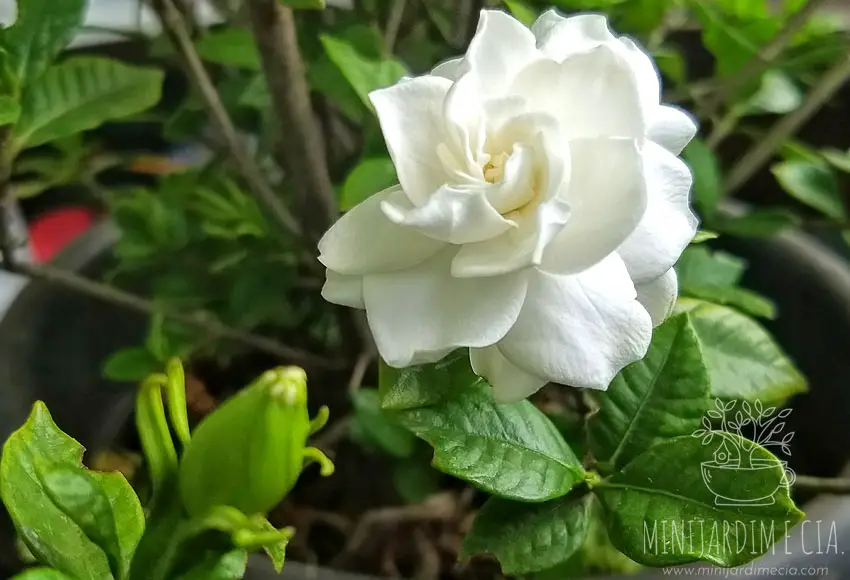 Tudo Sobre a Flor Gardênia: Características, Nome Científico e Fotos |  Mundo Ecologia