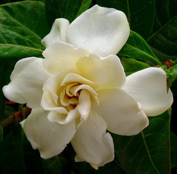 Tudo Sobre a Flor Gardênia: Características, Nome Científico e Fotos ...