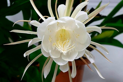 Quais São as Flores Mais Raras do Mundo?