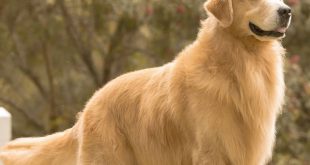 Golden Retriever Castanho