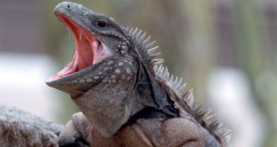 Habitat da Iguana-do-Caribe