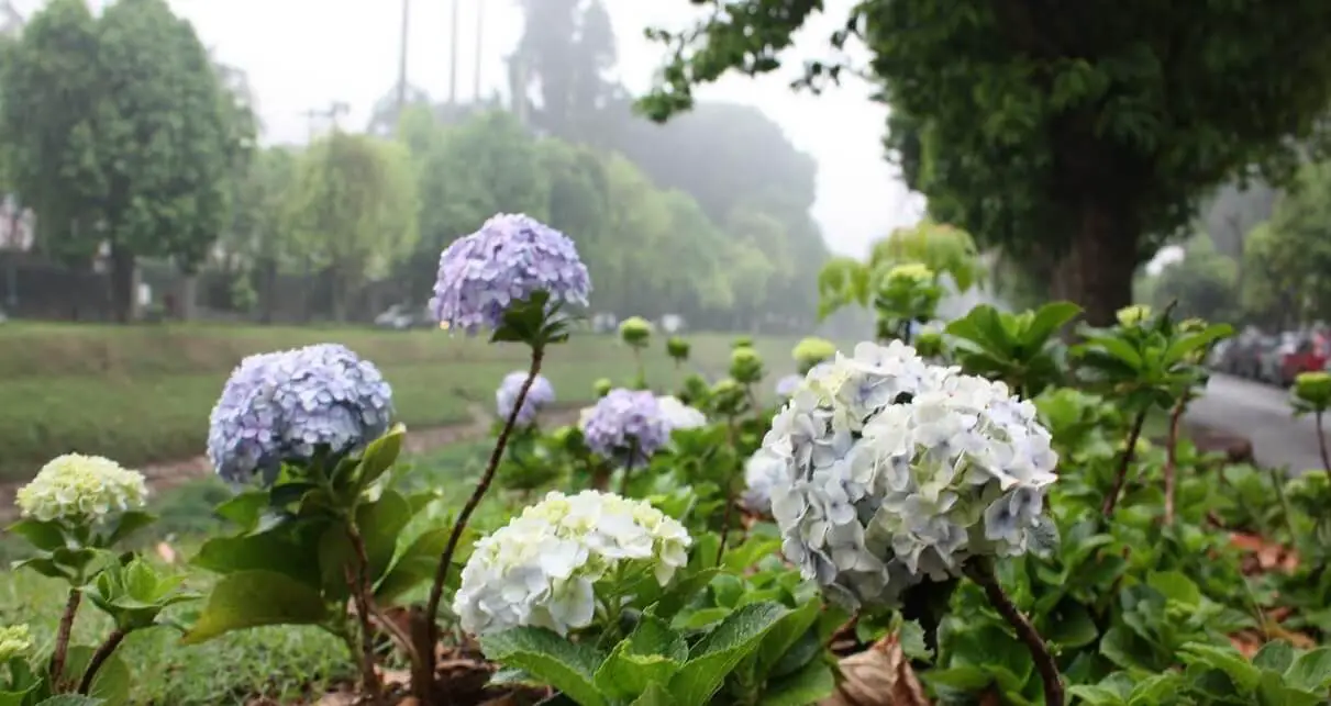 Tudo Sobre A Flor Hortênsia: Características E Nome Científico | Mundo  Ecologia