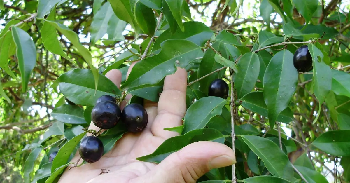 Jambolão na Árvore 