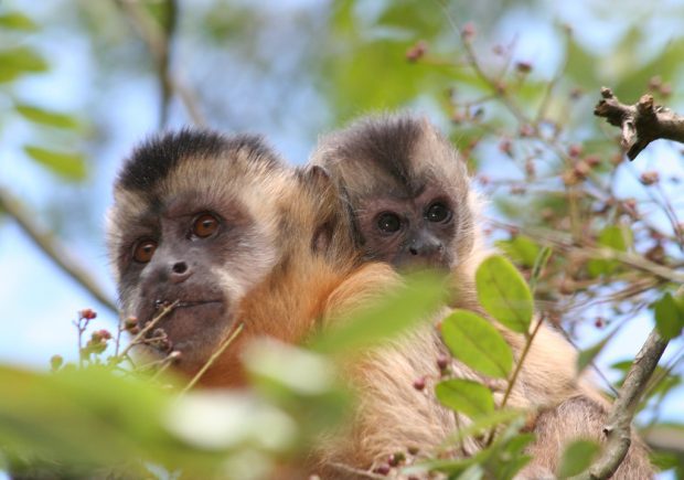 Semace realiza resgate de filhote de macaco-prego em Jaguaribe