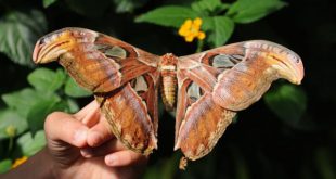 Mariposa Características