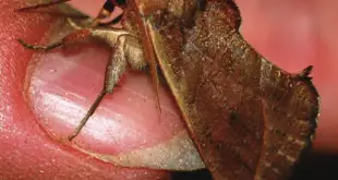 Mariposa Vampira na Mão de um Homem