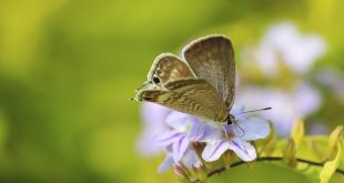 Mariposa pousando em flor