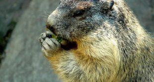 Marmota comendo