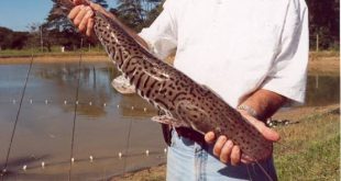 Peixe Pintado nas Mãos de um Pescador