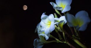 Planta Fotografada a Noite