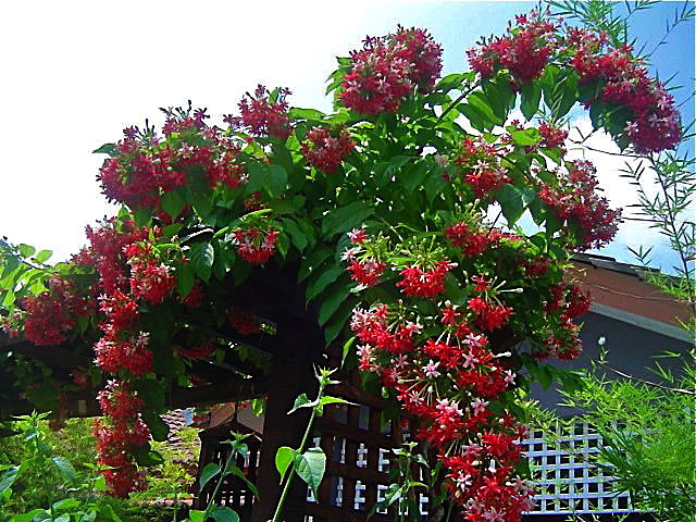 Qual é a Flor Mais Cheirosa do Mundo?