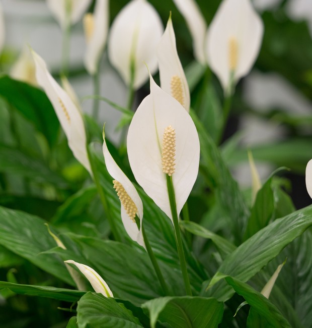 Como Cuidar de Plantas de Sombra?