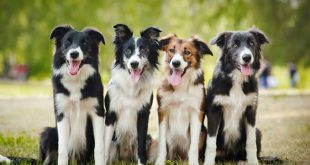 Quatro Border Collie