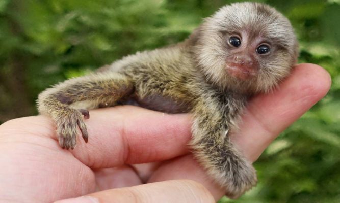 🐒 🌳 Sagui-Leãozinho ( pigmeu ) - O menor macaco do mundo da Amazônia o  sagui pigmeu 