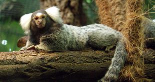 Sagui de Tufos Brancos