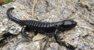 Salamandra Atra em seu Habitat