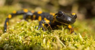 Salamandra de fogo