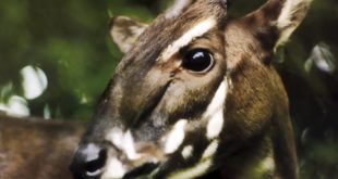 Saola - Animal em Extinção