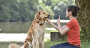 Sermão no Cachorro