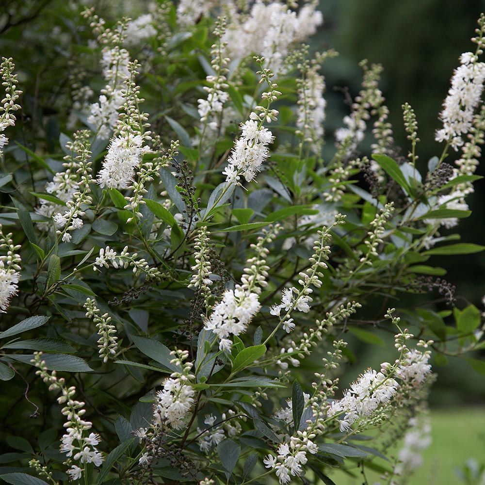 Tudo Sobre a Flor Clethra Alnifolia: Características, Mudas e Fotos