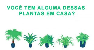 Vasos de Plantas e Purificam o Ar