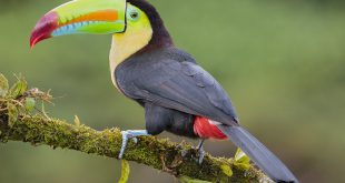 Tucano Bico Arco Íris Sob Galho de Árvore