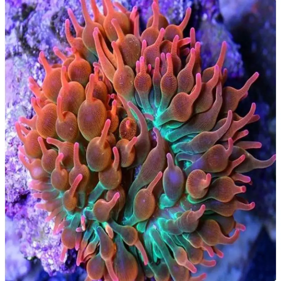 anemona cvet