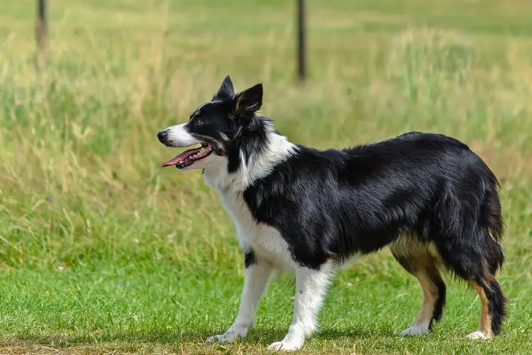 Border Collie Com a Língua Para Fora