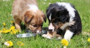 Border Collie comendo ração