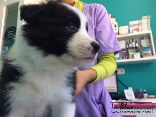 Border Collie no Veterinário