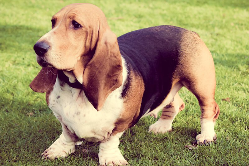 Qual a Melhor Ração Para Cachorro Basset?