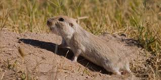 Qual é o Ecossistema do Tuco Tuco das Dunas?