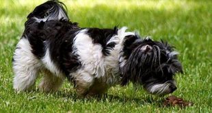 Cão Comendo Suas Próprias Fezes