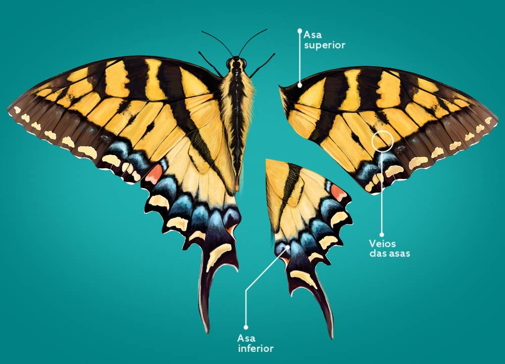 Como é a Divisão do Corpo da Borboleta?