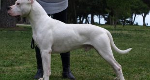 Dogo Argentino Características