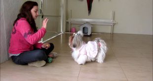 Educando um Cachorro Shih Tzu