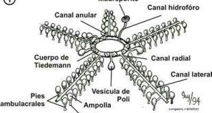 Esqueleto do Equinoderme