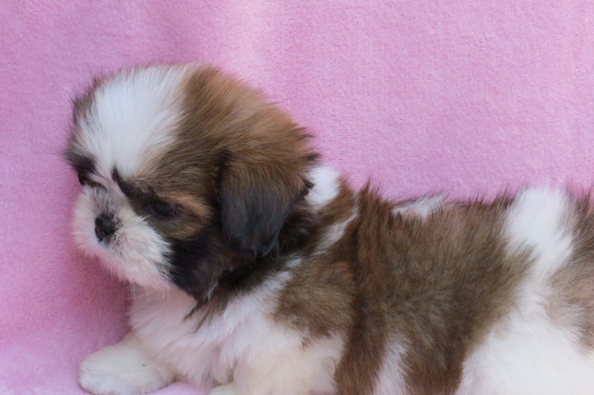 Filhote de Shih-Tzu Para Adoção: Onde Encontrar? Como Fazer?