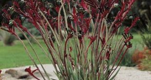 Kangaroo Paw