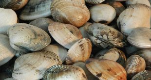 Moluscos Bivalves