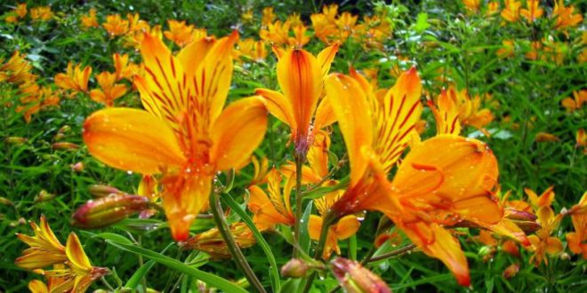 Flor Astromelia Amarela: Características, Cultivo E Fotos | Mundo Ecologia