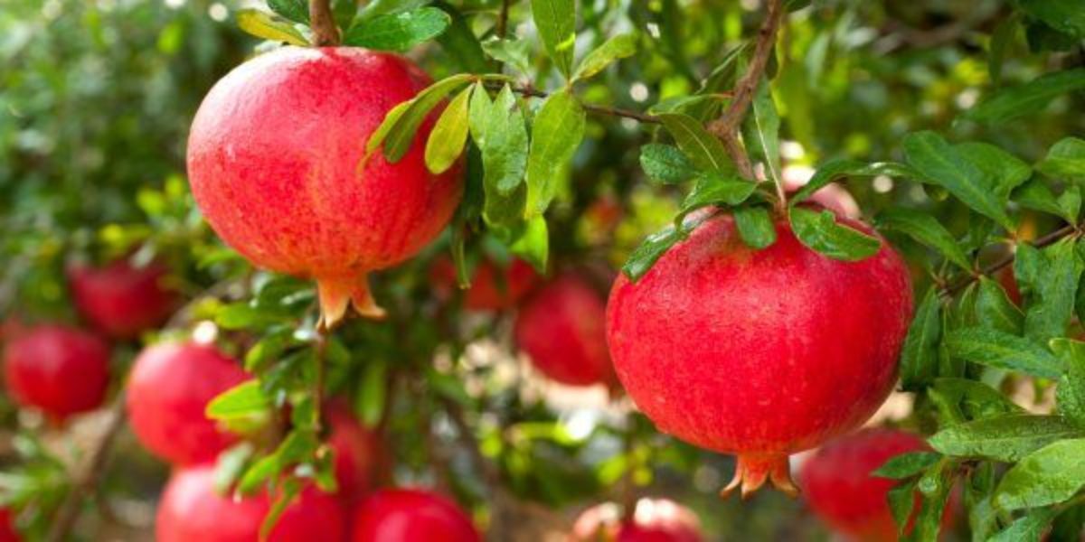 Quanto Tempo Um Pé De Romã Leva Para Dar Frutos?