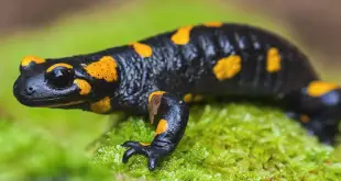 Salamandra