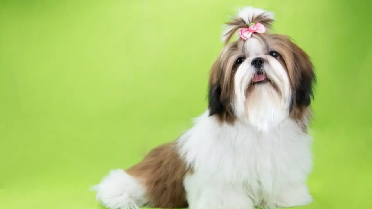 Shih tzu asian fusion