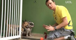 Treinando o Cachorro Pra não Entrar em Casa