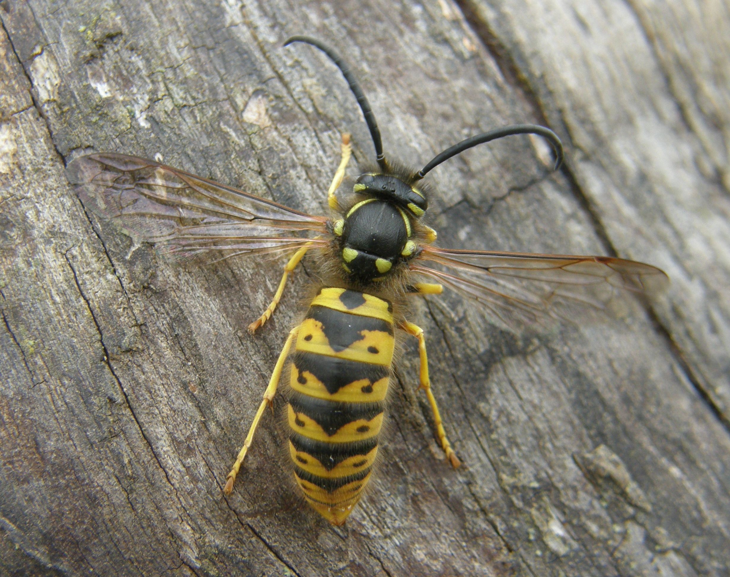 Изображение осы. Германская Оса Германская Оса. Vespula Germanica. Земляной Шершень. Оса Эвмена.