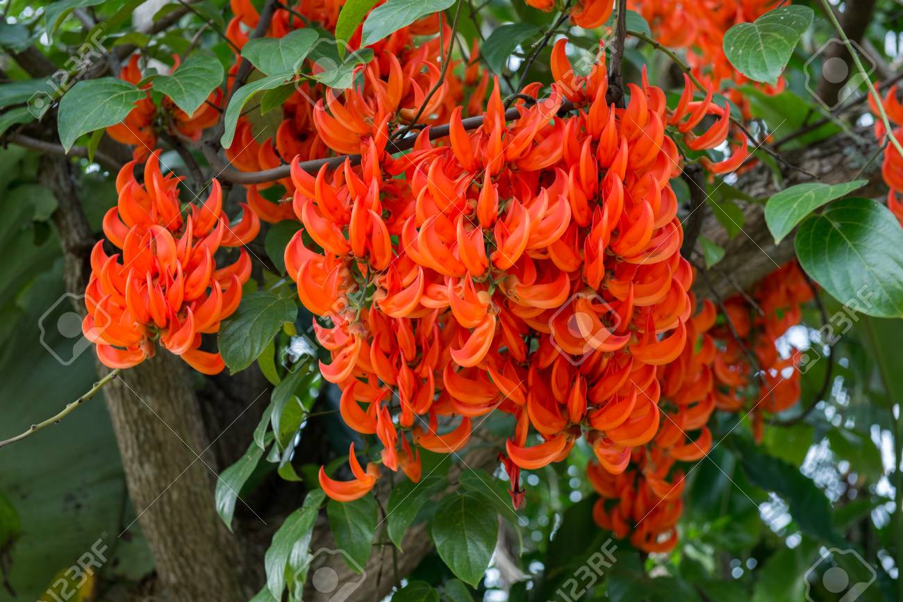 Flores Que Começam Com a Letra B: Nome e Características